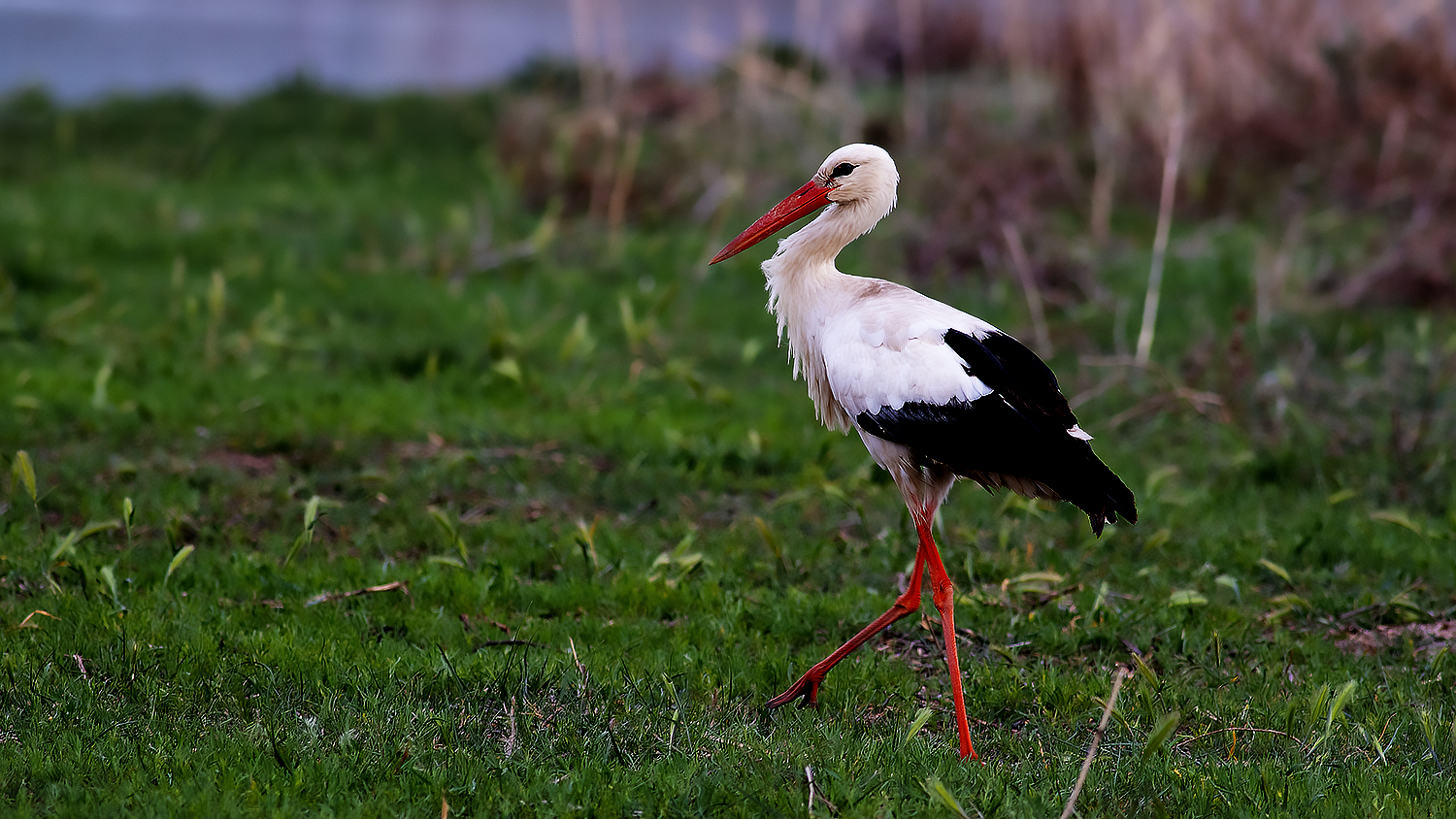 White Stork